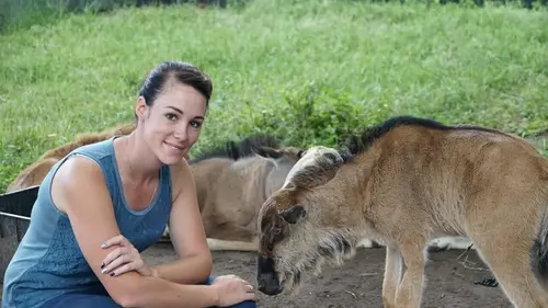 Refuges pour animaux sauvages Manchot, caracal, phacochère