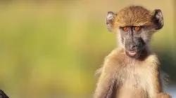 Sur Animaux à 22h23 : Refuges pour animaux sauvages
