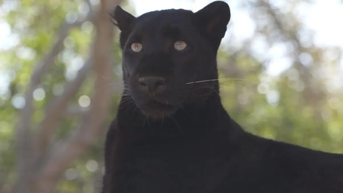 Refuges pour animaux sauvages Tigre, panthère noire serval