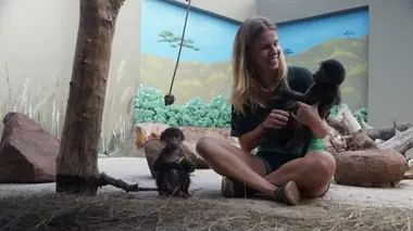 Refuges pour animaux sauvages Babouin, guépard, galago