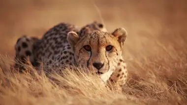 Refuges pour animaux sauvages Guépard, blaireau et céphalophe bleu