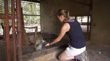 Refuges pour animaux sauvages Lionne, zèbres & loups