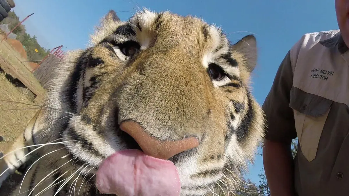 Visuel de Refuges pour animaux sauvages Tigre, panthère noire serval