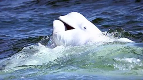 Casting Règne animal Canada et Sri Lanka