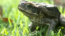 Visuel de Règne animal