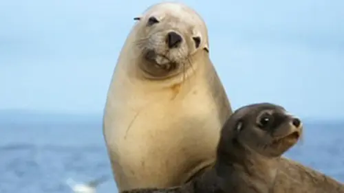 Règne animal Iles Caïmans et Australie