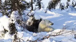 Visuel de Règne animal