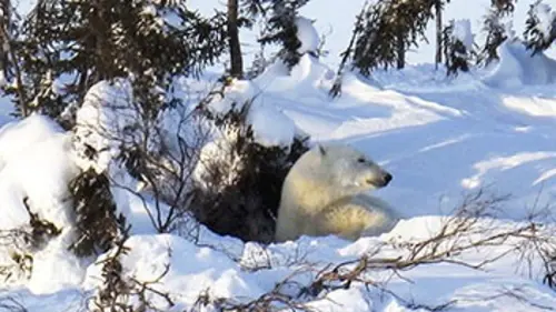 Règne animal Brésil, Egypte, Canada