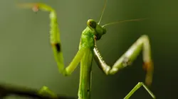 Règne animal, les jeux de l'amour Maîtresses du jeu