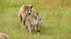 Règne animal, les jeux de l'amour Les maîtres du jeu