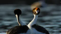 Visuel de Règne animal, les jeux de l'amour