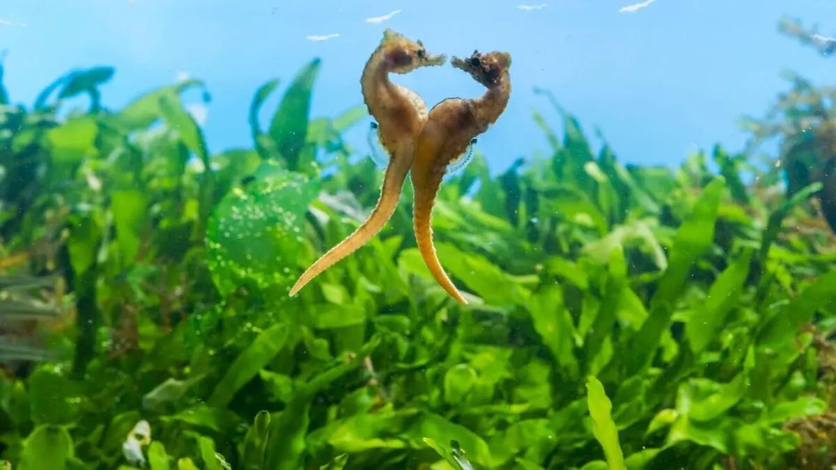 Règne animal, les jeux de l'amour Océans : le grand bleu