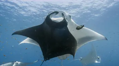 Une bouteille à la mer