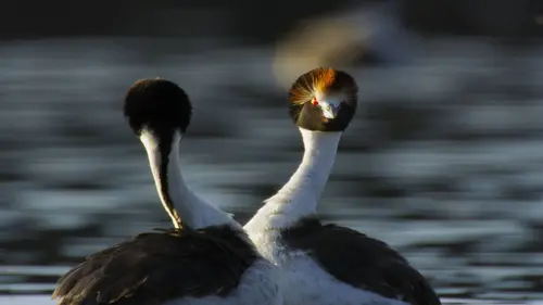 Règne animal, les jeux de l'amour S01E01 Aux yeux de tous
