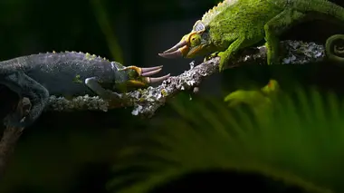 Se reproduire coûte que coûte