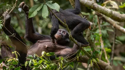 Reines Reines de la forêt tropicale