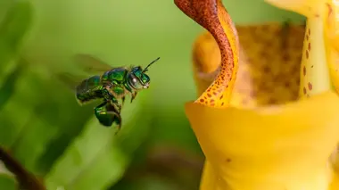 Petites reines de la jungle