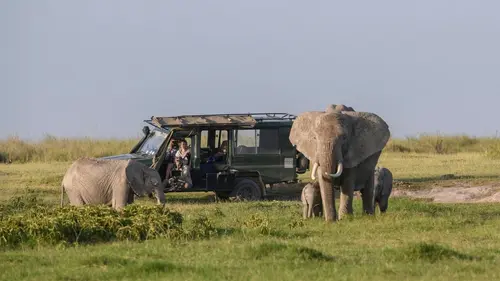 Casting Reines Reines de la savane