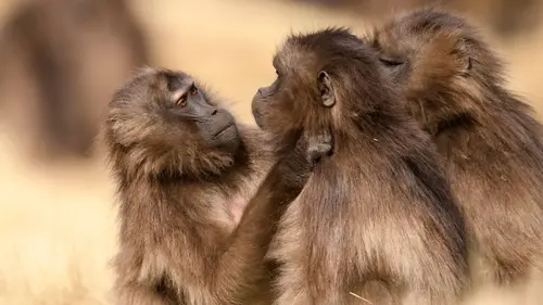 Reines Reines des montagnes