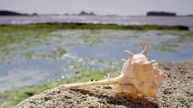 La fille de Cléopâtre