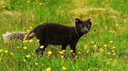 Visuel de Renard polaire après l'eden