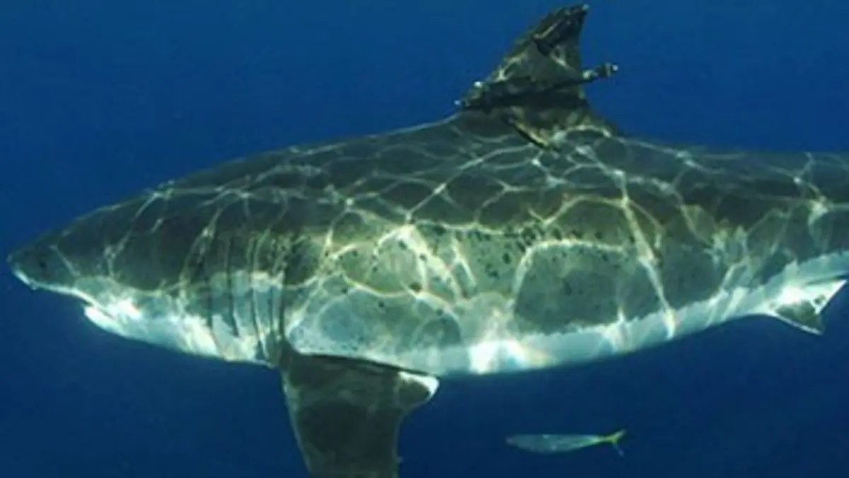 Rencontres avec le requin blanc
