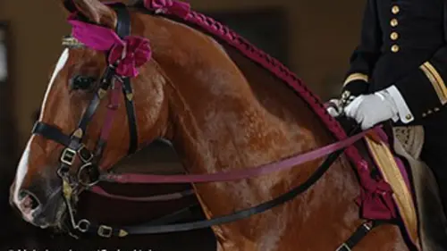 Rencontres de l'équitation de tradition française 2016 2/5