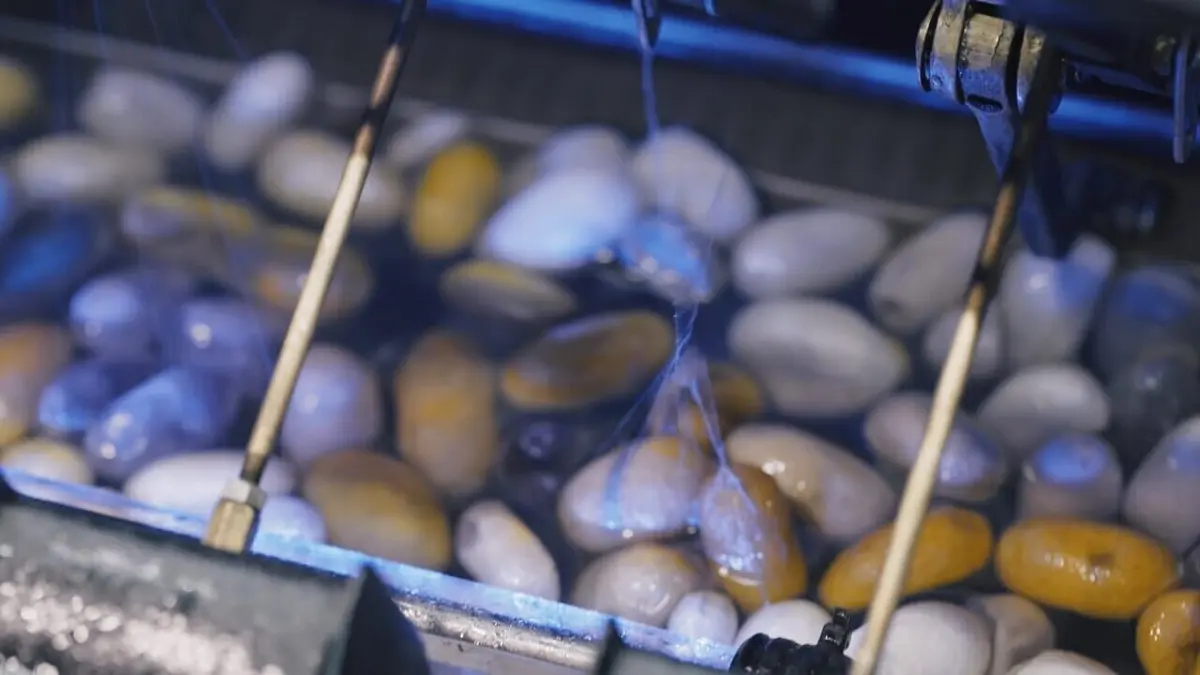 Renouer le fil de la soie