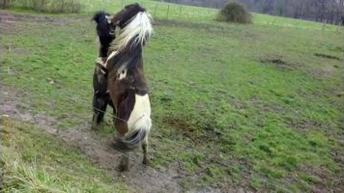 replay de 1000km a cheval- 2eme saison