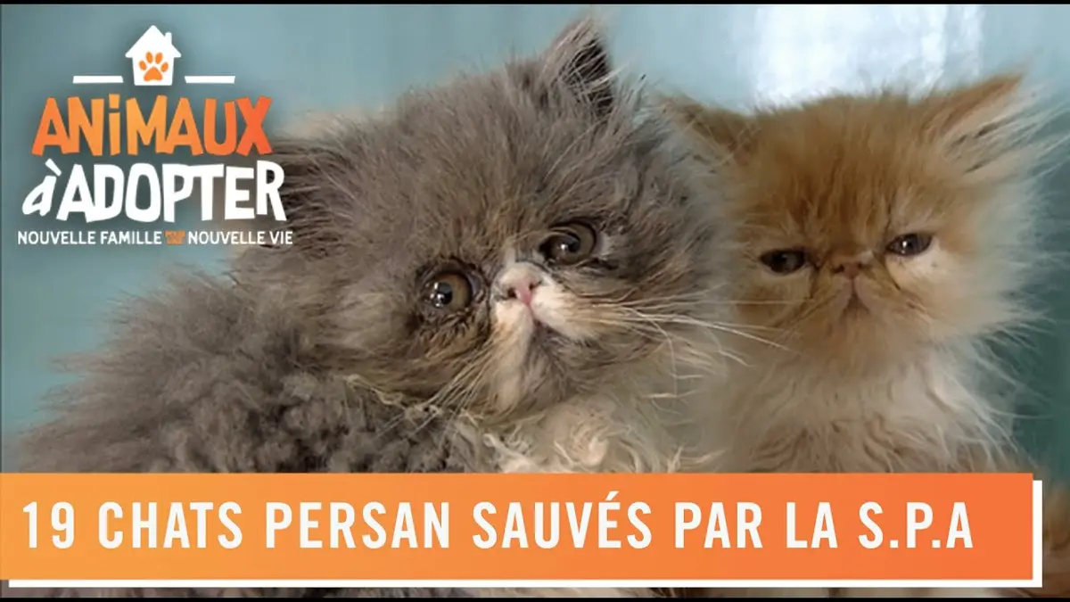 replay de 19 chats Persan sauvés par la S.P.A - Animaux À Adopter