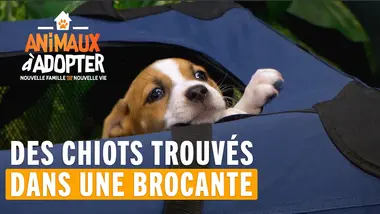 3 petits chiots retrouvés dans une brocante - Animaux À Adopter