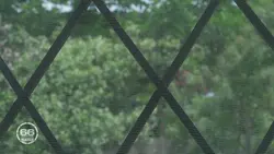 66 minutes : le doc : Moustiques, punaises, l'été de tous les dangers / Moustique-tigre : la guerre est déclarée ! / Goélands : l'invasion