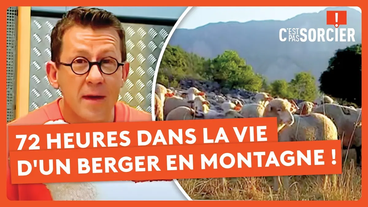 replay de 72 heures dans la vie d'un berger en montagne ! - C'est pas sorcier