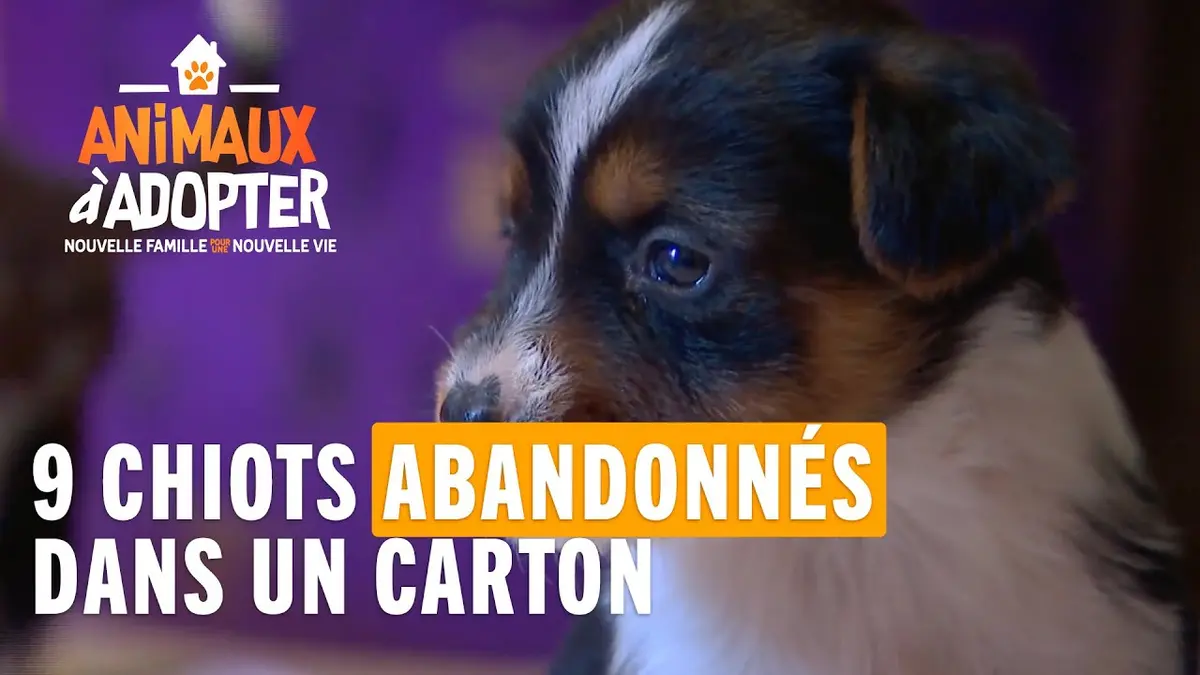 replay de 9 chiots retrouvés abandonnés dans un carton sans leur mère. #AnimauxÀAdopter