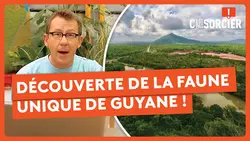 À la découverte de la faune unique de Guyane ! - C'est pas sorcier