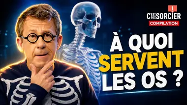 À quoi servent les os dans le corps humain ? - C'est pas sorcier