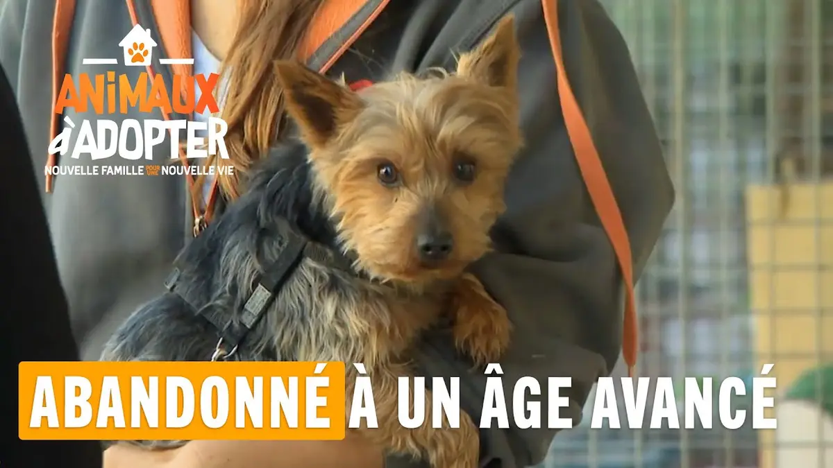 replay de Abandonné à un âge avancé - Animaux à adopter