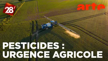 Acétamipride, flupyradifurone : urgence agricole ou alerte sanitaire ? | 28 minutes | ARTE