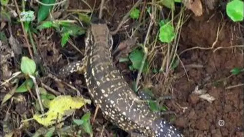 replay de Alien theory - S6E08 - VF -  Replay