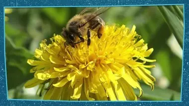 Amis des fleurs