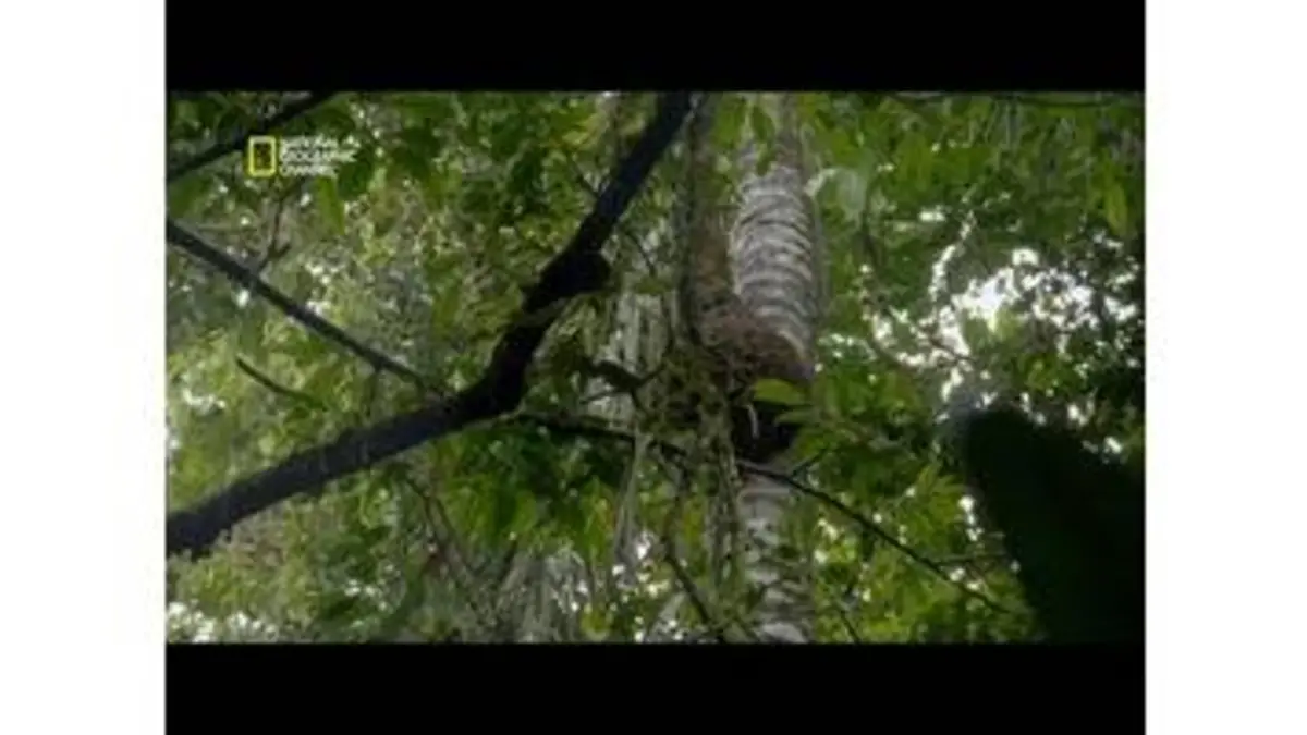 replay de Attaque d'abeilles pour protéger leur miel