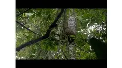 Attaque d'abeilles pour protéger leur miel