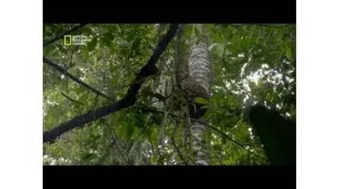 Attaque d'abeilles pour protéger leur miel