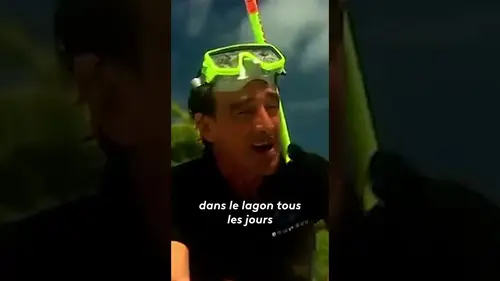 replay de Aucune raison d'avoir peur des requins !