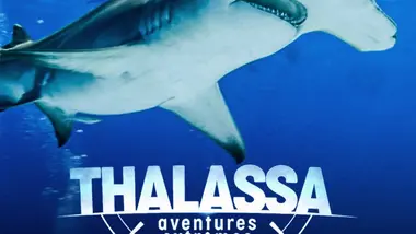 Bahamas, le royaume des requins