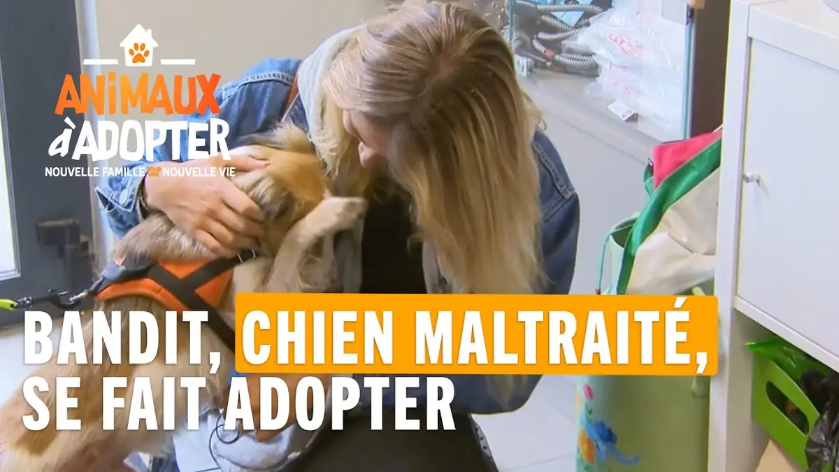 replay de Bandit, chien maltraité, se fait adopter - Animaux à Adopter