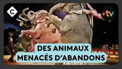 Bientôt interdits dans les cirques, 600 animaux sans solution - La Story de Louis Amar