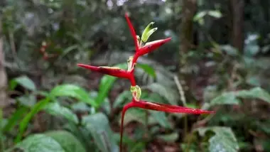 Biopiraterie : comment protéger les savoirs autochtones ?