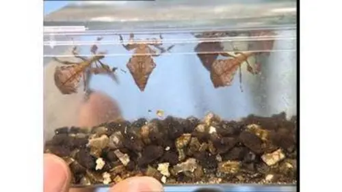 replay de C'est pas sorcier -  FACE AUX PHASMES : DE DROLES D'INSECTES