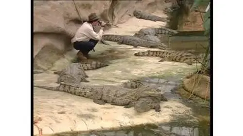 replay de C'est pas sorcier - Les crocodiles